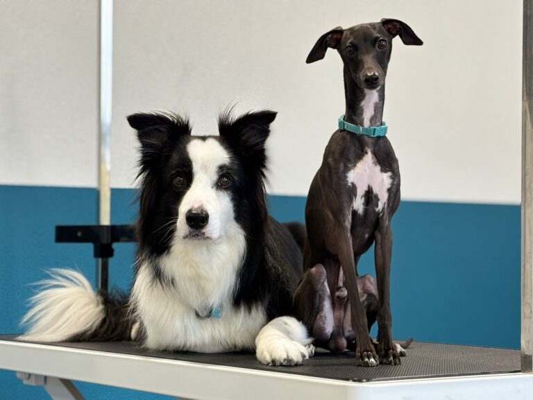 deux chiens, un border collie et un lévrier sur une table de toilettage.